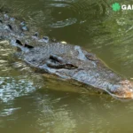 crocodile