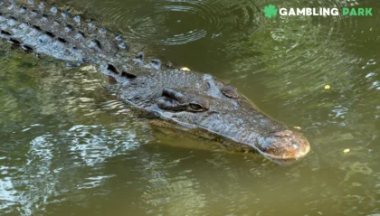 crocodile